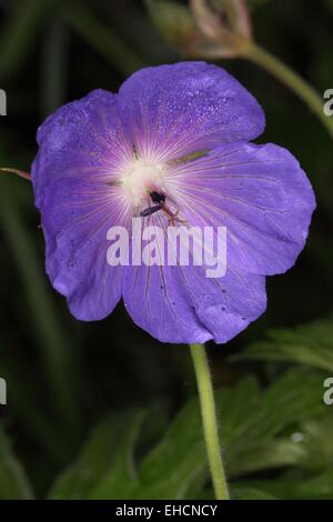 Wiesen Storchschnabel Geranium pratense Stockfoto