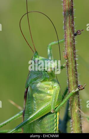 Grüne Heuschrecke, Porträt Stockfoto