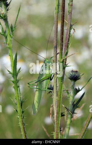 Grüne Heuschrecke, Tettigonia viridissima Stockfoto