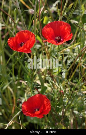 Papaver Rhoeas, Klatschmohn Stockfoto