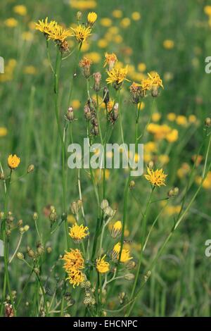 Rough Hawksbeard, Crepis biennis Stockfoto