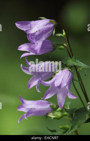 Brennnessel-blättrige Glockenblume, Campanula trachelium Stockfoto