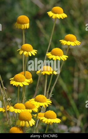 Goldene Marguerite, gelbe Kamille Stockfoto