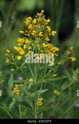 Gilbweiderich, Lysimachia vulgaris Stockfoto