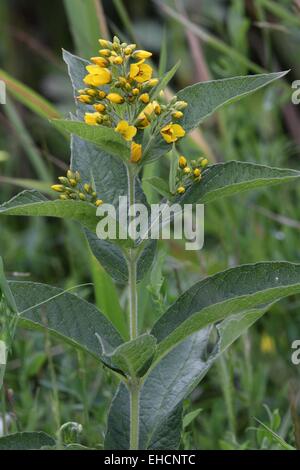 Gilbweiderich, Lysimachia vulgaris Stockfoto