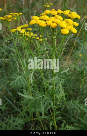 Rainfarn Tanacetum vulgare Stockfoto