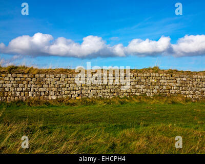 Detail der Hadrianswall in der Nähe von Stahl Rigg in Northumberland Nationalpark Nord-Ost England UK mit blauer Himmel und Wolke oben Stockfoto