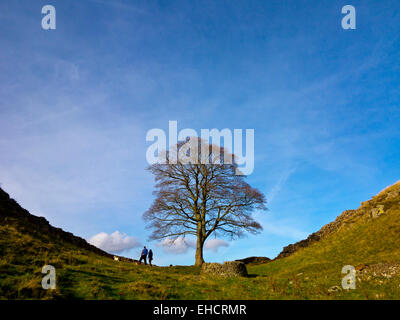 Einsamer Baum am Sycamore Gap in der Nähe von Stahl Rigg am Hadrianswall eine antike römische Mauer in Northumberland-Nord-Ost England UK Stockfoto