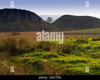 Einsamer Baum am Sycamore Gap in der Nähe von Stahl Rigg am Hadrianswall eine antike römische Mauer in Northumberland-Nord-Ost England UK Stockfoto