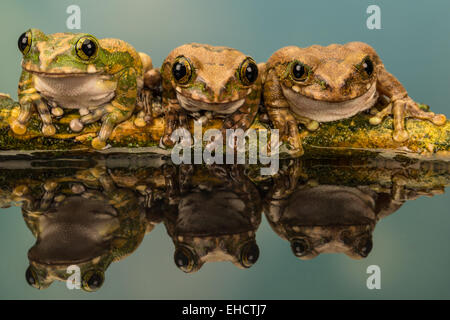 Die Gruppe der Pfauenbaumfrosche spiegelte sich im Wasser wider und saß auf einem Zweig mit grünem Hintergrund, eine Gruppe von drei, die mürrisch aussehenden Stockfoto