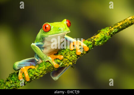 Rot-äugiger grüner Baum-Frosch auf Ast, grüner Hintergrund bereit zum Sprung Stockfoto