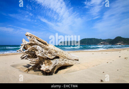 Ein großes Stück Treibholz bei Sonnenschein auf dem Sand am Uradome Beach in Tottori, Japan Stockfoto