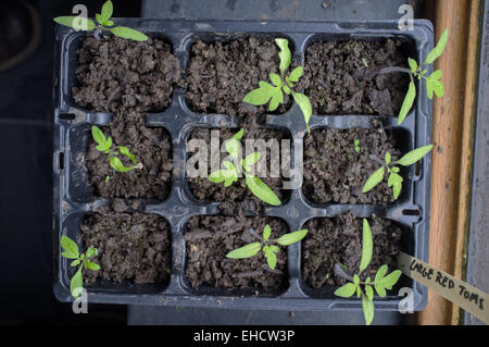Junge Tomatenpflanzen und Sämlinge wachsen auf dem Fensterbrett Stockfoto