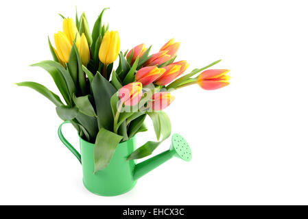 gelbe und rote Tulpen im Wasser können Vase mit Textfreiraum Stockfoto