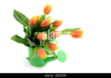 gelbe und rote Tulpen im Wasser können Vase mit Textfreiraum. Stockfoto