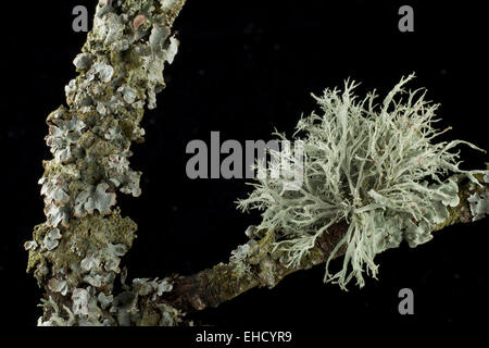 Eiche Zweig mit grünen foliose Flechten und strauchartigen fruticose Flechten bedeckt. Stockfoto