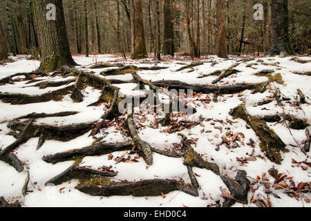 Baum Wurzel Muster in den Schnee - Pisgah National Forest - nahe Brevard, North Carolina, USA Stockfoto