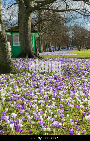 Krokusse auf die streunenden in Harrogate im März 2015 Stockfoto