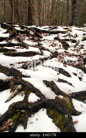 Baum Wurzel Muster in den Schnee - Pisgah National Forest - nahe Brevard, North Carolina, USA Stockfoto