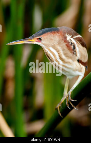 Wenigsten Rohrdommel - grüne Cay Feuchtgebiete - Boynton Beach, Florida USA Stockfoto