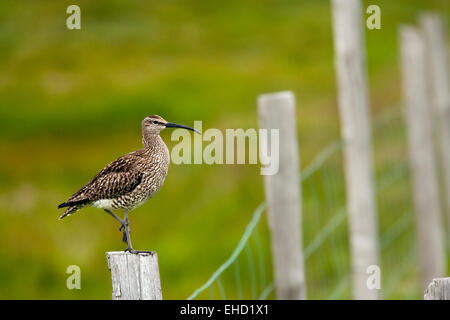 Regenbrachvogel (Numenius Phaeopus) - Borgarfjorour, Ostisland Stockfoto