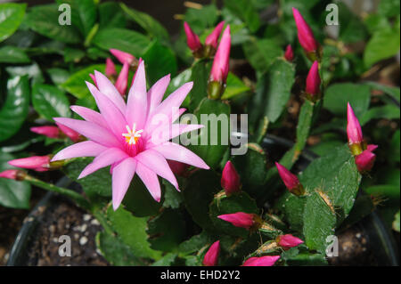 Nahaufnahme von rosa Farbe Schlumbergera Blume Stockfoto