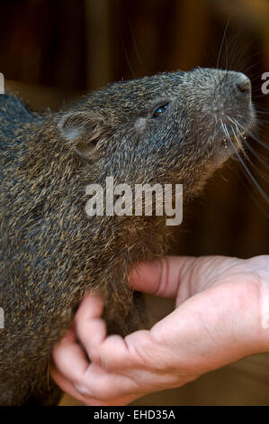 Vertikale Ansicht von einem Desmarest Baumratte (Capromys Pilorides) oder kubanischen Baum Ratte. Stockfoto