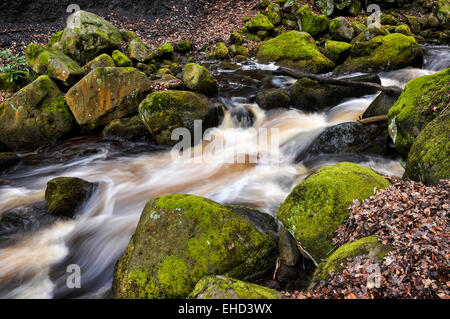 Fließendes Wasser in Padley Gorge im Peak District, Derbyshire. Stockfoto