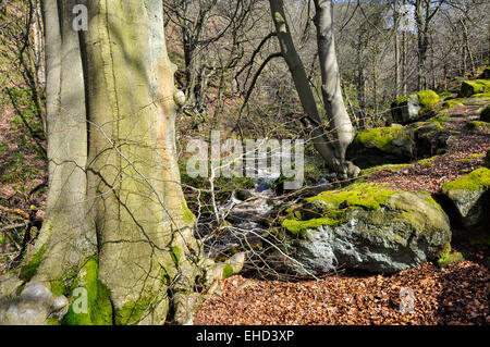 Woodland in Padley Gorge im Peak District, Derbyshire. Frühling Sonne auf eine ausgereifte Buche. Stockfoto