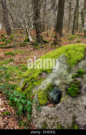 Ein Klotz am Bein, versteckt in den Wäldern am Padley Schlucht im Peak District, Derbyshire. Stockfoto