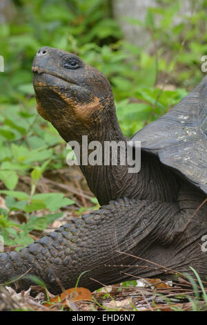 Galapagos Riesenschildkröte (Chelonoidis Nigra) auf Rancho Pimicias, Santa Cruz. Stockfoto