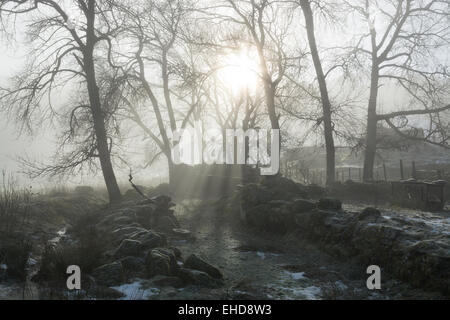 unter Bäumen im frühen Morgennebel am Ufer des Loch tay Stockfoto