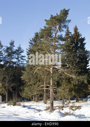 Kiefern im Wald auf sonnigen Wintertag Stockfoto