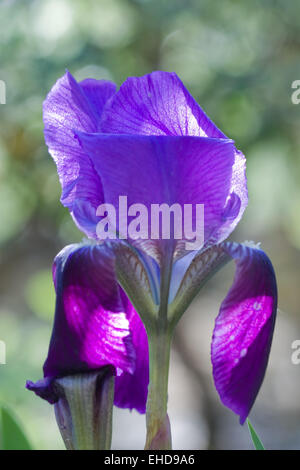 Deutsche Schwertlilie - Iris Germanica Stockfoto