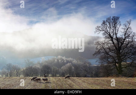 Ackerland mit Schafen & Bäume und winterlichen ätherisch / magische Lichtstimmungen Stockfoto