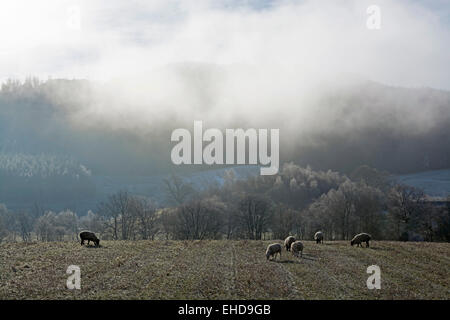 Ackerland mit Schafen & Bäume und winterlichen ätherisch / magische Lichtstimmungen Stockfoto