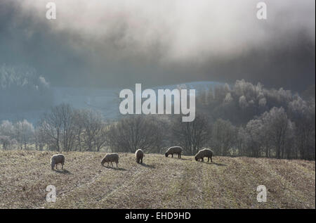 Ackerland mit Schafen & Bäume und winterlichen ätherisch / magische Lichtstimmungen Stockfoto