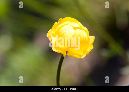 Trollblume - Europaeus Trollblume Stockfoto