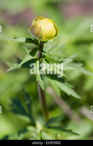 Trollblume - Europaeus Trollblume Stockfoto