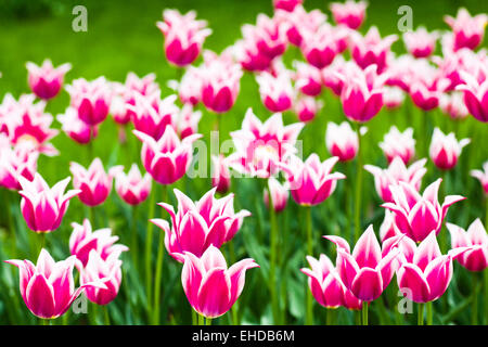 Schöne Purpur Tulpen gegen Grasgrün Stockfoto