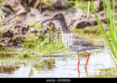 Gemeinsamen Rotschenkel (Tringa Totanus) Stockfoto