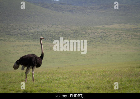 Männliche gemeinsame Strauß (Struthio Camelus) in den Ngorogoro Crater. Stockfoto