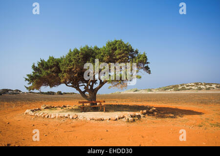 Allein Baum in Steinwüste Cavo Greco Stockfoto