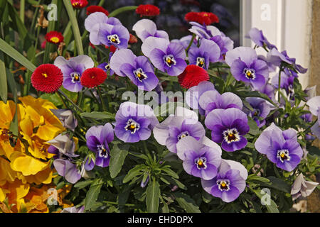 Veilchen und Gänseblümchen - Veilchen und Gänseblümchen Stockfoto