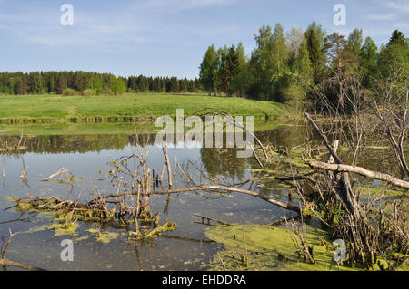 Sumpf mit trockenen Haken in der Nähe Waldrand Stockfoto