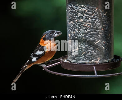 Black-headed Kernbeißer (Pheucticus Melanocephalus) männlichen besucht ein Futterhäuschen für Vögel während ihrer jährlichen Wanderung mit Sonnenblume gefüllt Stockfoto