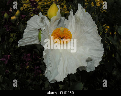 Die Blüte der eine Matilija Mohnblume (Romneya Coulteri) das Kunstzentrum Mendocino, Mendocino, Kalifornien Pazifikküste. Stockfoto