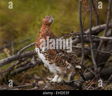 Willow Ptarmigan (Lagopus Lagopus) im Sommer Gefieder, Denali-Nationalpark, Alaska. Der Staatsvogel von Alaska. Stockfoto