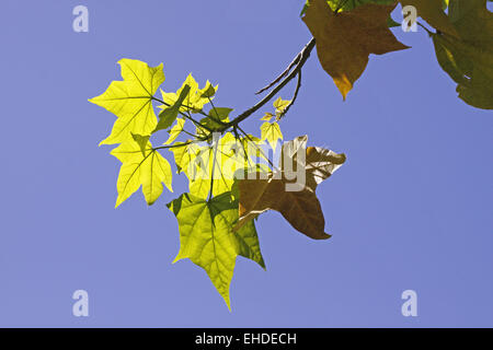 Acer Saccharum, Zucker-Ahorn im Frühjahr Stockfoto