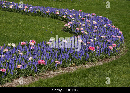 Muscari, Traubenhyazinthen mit Tulpen Stockfoto